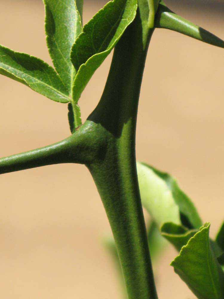              First year twig (Swingle, Riverside,   CA)   